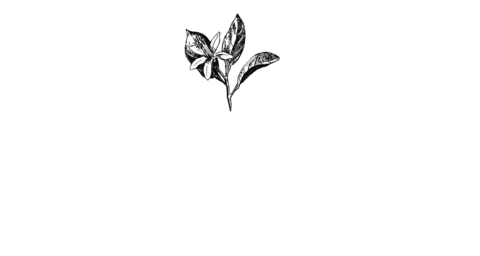La Villa des Orangers